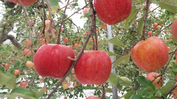 I.p.m껍질째먹는 사과5kg(품절)